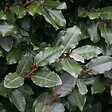 ARBORIX - 2 x Chalef de Ebbing - Elaeagnus Ebbingei  - 40-60 cm pot - vignette