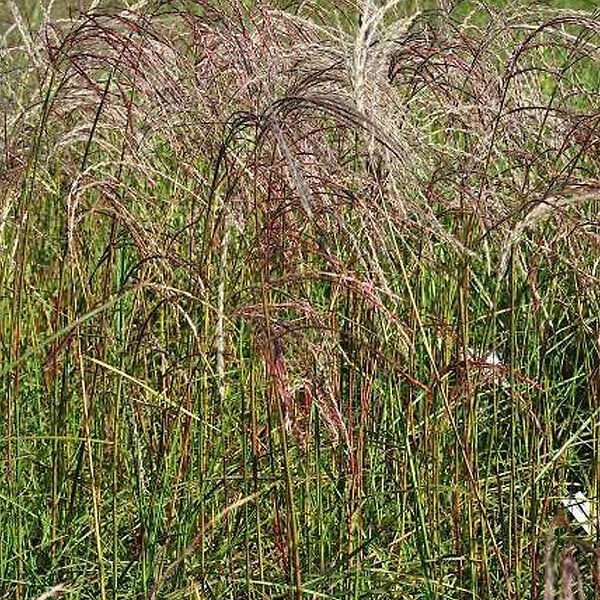 ARBORIX - 6 x Eulalie 'Flamingo' - Miscanthus sinensis 'Flamingo'  - godet 9cm x 9cm - large