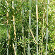 ARBORIX - Bambou géant - Phyllostachys Bissetii  - 60- 80 cm pot - vignette