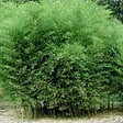 ARBORIX - Bambou géant - Phyllostachys Bissetii  - 60- 80 cm pot - vignette