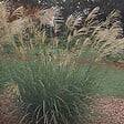 ARBORIX - 6 x Roseau de Chine 'Silberfeder' - Miscanthus Sinensis 'Silberfeder'  - godet 9cm x 9cm - vignette