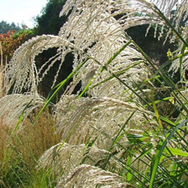 ARBORIX - 6 x Roseau de Chine 'Silberfeder' - Miscanthus Sinensis 'Silberfeder'  - godet 9cm x 9cm - large