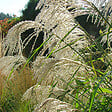 ARBORIX - 6 x Roseau de Chine 'Silberfeder' - Miscanthus Sinensis 'Silberfeder'  - godet 9cm x 9cm - vignette