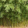 ARBORIX - Fargesia robusta 'Formidable' - 60-80 cm pot - vignette