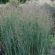 ARBORIX - 6 x Panic effilé 'Heavy métal' - Panicum Virgatum 'Heavy Metal'  - godet 9cm x 9cm - vignette
