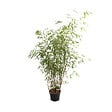 ARBORIX - Bambou 'Asian Wonder' - Fargesia scabrida 'Asian Wonder'  - 60- 80 cm pot - vignette