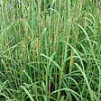 ARBORIX - 6 x Baron - Andropogon gerardii  - godet 9cm x 9cm - vignette