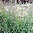 ARBORIX - 6 x Baron - Andropogon gerardii  - godet 9cm x 9cm - vignette