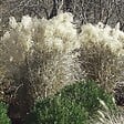 ARBORIX - 6 x Eulalie 'Graziella' - Miscanthus Sinensis 'Graziella'  - godet 9cm x 9cm - vignette