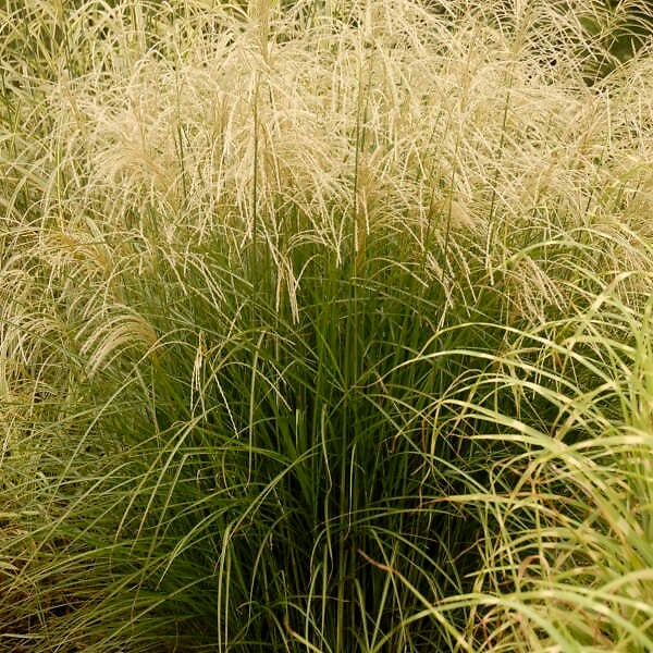 ARBORIX - 6 x Eulalie 'Graziella' - Miscanthus Sinensis 'Graziella'  - godet 9cm x 9cm - large