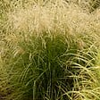 ARBORIX - 6 x Eulalie 'Graziella' - Miscanthus Sinensis 'Graziella'  - godet 9cm x 9cm - vignette