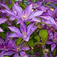 ARBORIX - 2 x Clématite 'Bagatelle' - Clematis 'Bagatelle'( =Dorothy Walton)  - 50-60 cm pot - vignette
