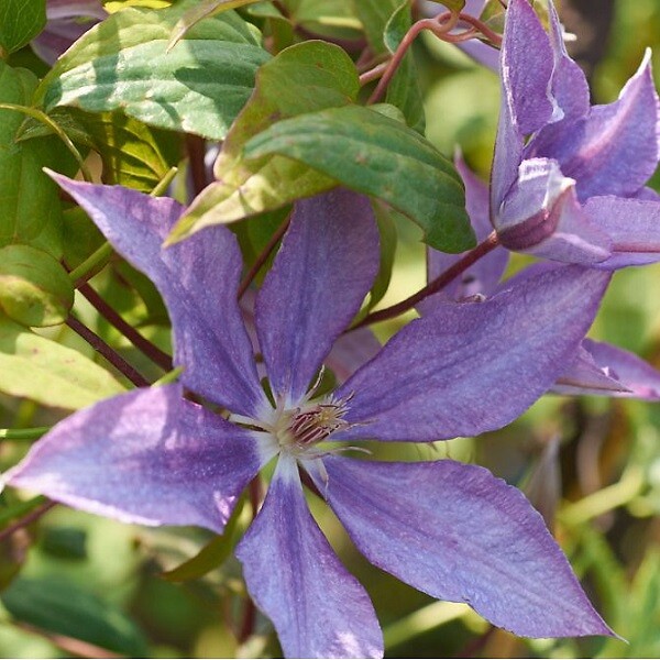 ARBORIX - 2 x Clématite 'Bagatelle' - Clematis 'Bagatelle'( =Dorothy Walton)  - 50-60 cm pot - large