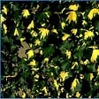 ARBORIX - 2 x Lierre commun 'Goldheart' - Hedera Helix 'Goldheart'  - 50-60 cm pot - vignette