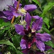 ARBORIX - 2 x Clématite 'The Vagabond' - Clematis 'The Vagabond'  - 50-60 cm pot - vignette