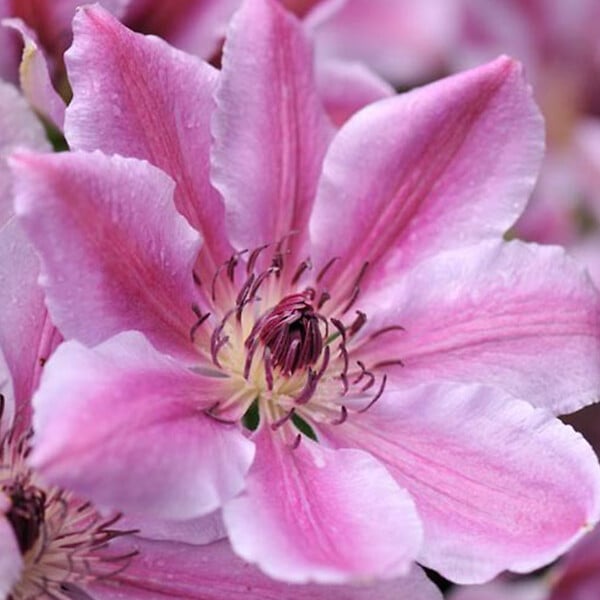 ARBORIX - 2 x Clématite 'Nelly Moser' - Clematis 'Nelly Moser'  - 50-60 cm pot - large