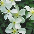 ARBORIX - 2 x Clématite des montagnes 'Grandiflora' - Clematis Montana 'Grandiflora'  - 50-60 cm pot - vignette