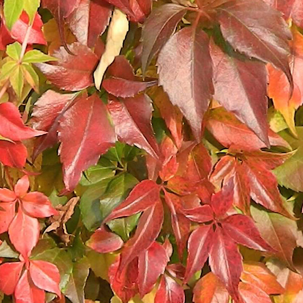 ARBORIX - 2 x Vigne vierge de virginie - Parthenocissus Quinquefolia  - 50-60 cm pot - large
