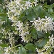 ARBORIX - Jasmin étoilé - Trachelospermum Jasminoides  - 50-60 cm pot - vignette