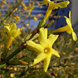 ARBORIX - 2 x Jasmin d'hiver - Jasminum Nudiflorum  - 50-60 cm pot - vignette