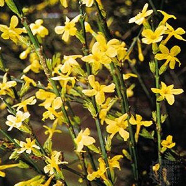 ARBORIX - 2 x Jasmin d'hiver - Jasminum Nudiflorum  - 50-60 cm pot - large