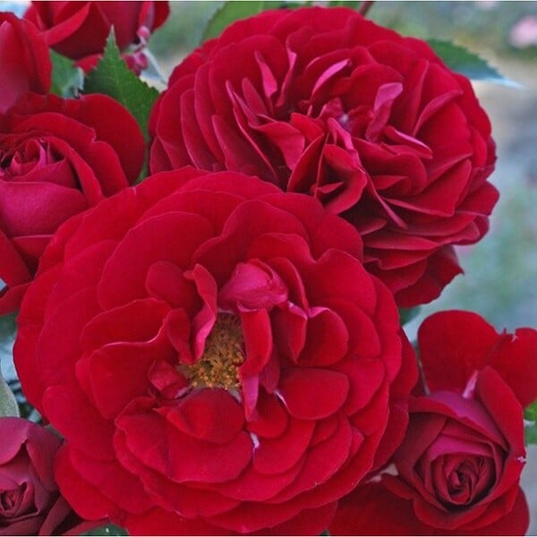 ARBORIX - Rosier Kordes - Rosa 'Bordeaux'® - large