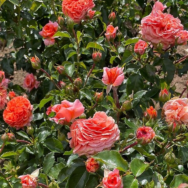 ARBORIX - Rosier Kordes - Rosa 'Orangerie'® - large