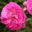 ARBORIX - Rose pleureuse - Rosa 'Dorothy Perkins' - vignette