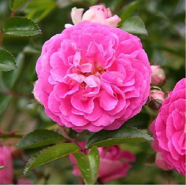 ARBORIX - Rose pleureuse - Rosa 'Dorothy Perkins' - large