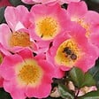 ARBORIX - Kordes Nectar Rosier - Rosa 'Topolina' - vignette