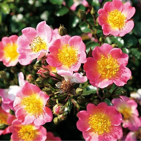 ARBORIX - Kordes Nectar Rosier - Rosa 'Topolina' - large