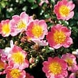 ARBORIX - Kordes Nectar Rosier - Rosa 'Topolina' - vignette