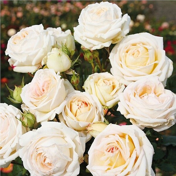ARBORIX - Kordes Parfuma® rosier - Rosa 'Madame Anisette'® - large