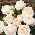 ARBORIX - Kordes Parfuma® rosier - Rosa 'Madame Anisette'® - vignette