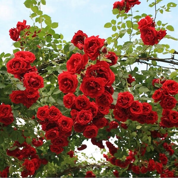 ARBORIX - Rosier grimpante Kordes - Rosa 'Sympathie' - large