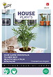 ARBORIX - Buzzy House Plants Chamaedorea Palmier nain Semences - Ca. 15 graines (Livraison Gratuite) - vignette