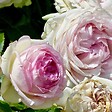 ARBORIX - Rosier grimpante - Rosa 'Pierre De Ronsard' - vignette