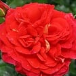 ARBORIX - Kordes Rose des fées - Rosa 'Gebrüder Grimm'® - vignette