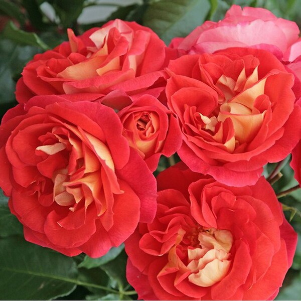 ARBORIX - Kordes Rose des fées - Rosa 'Gebrüder Grimm'® - large