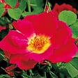 ARBORIX - Kordes Nectar Rosier - Rosa 'Weg Der Sinne'® - vignette