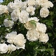 ARBORIX - Rosier grimpante - Rosa 'Madame Alfred Carriere' - vignette
