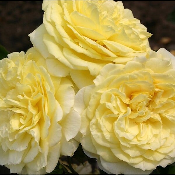 ARBORIX - Kordes Rigo-rosier - Rosa 'Solero'® - large
