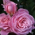 ARBORIX - Kordes Parfuma® rosier - Rosa 'Rosengräfin Marie Henriëtte'® - vignette