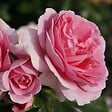 ARBORIX - Kordes Parfuma® rosier - Rosa 'Rosengräfin Marie Henriëtte'® - vignette