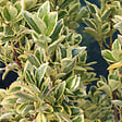 ARBORIX - Fusain du Japon 'Bravo' - Euonymus Japonicus 'Bravo'  - 60-80 cm pot - vignette
