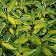 ARBORIX - 2 x Chalef 'Limelight' - Elaeagnus Ebbingei 'Limelight'  - 30-40 cm pot - vignette