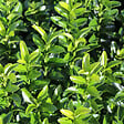 ARBORIX - 2 x Fusain du Japon 'Microphyllus' - Euonymus japonicus microphyllus  - 20-30 cm pot - vignette