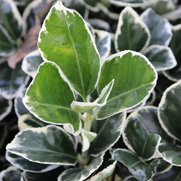 ARBORIX - 2 x Fusain du Japon 'Kathy' - Euonymus japonicus 'Kathy'  - 20-30 cm pot - large