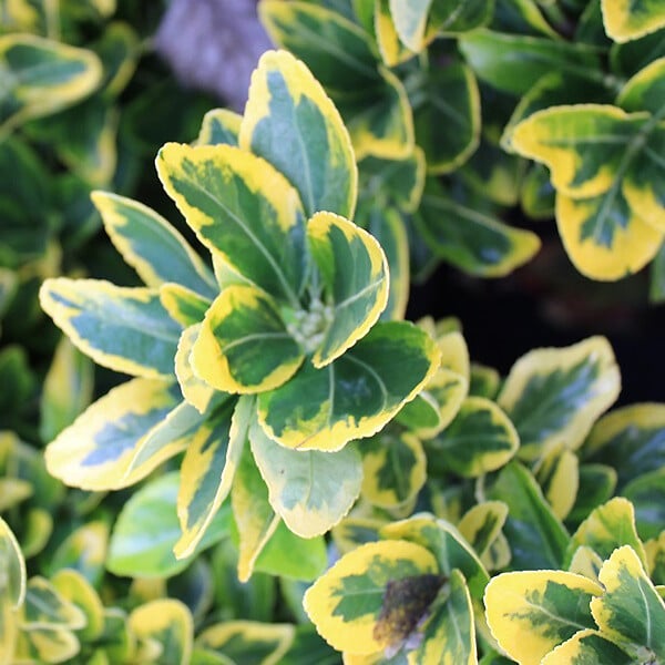 ARBORIX - Fusain du Japon 'Aureomarginatus' - Euonymus japonicus 'Aureomarginatus'  - 60-80 cm pot - large