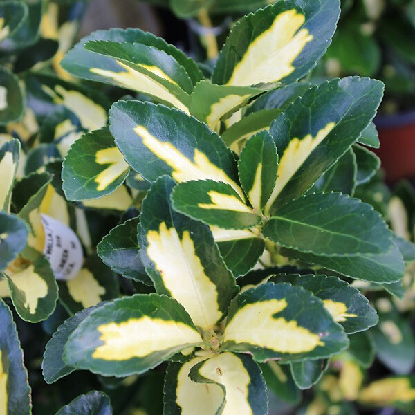 ARBORIX - 2 x Fusain du Japon 'Aureus' - Euonymus Japonicus 'Aureus' (= 'Luna')  - 40-50 cm pot - large